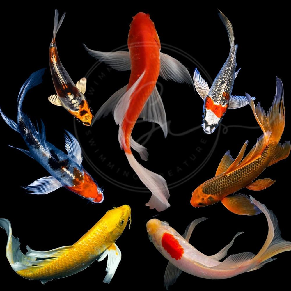 Assorted Colors Live Koi Fish  - Live Fish Aquarium 评论和价格