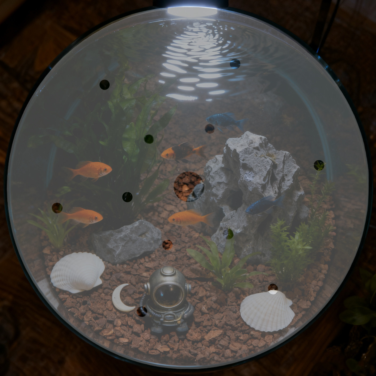 7 Inch Round Acrylic Fish Tank - Aquarium Fish In Bowl 评论和价格